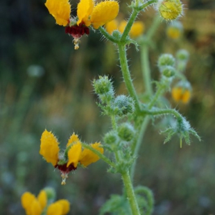 Loasa tricolor